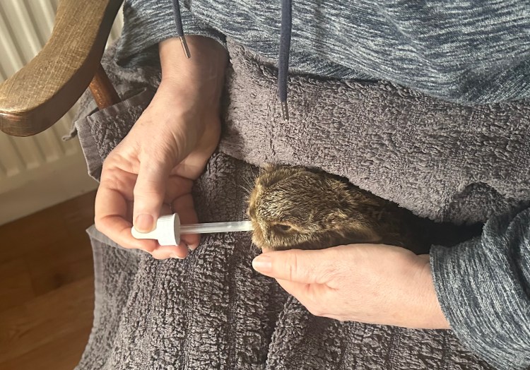 Tiny leveret, drinking from a pipette