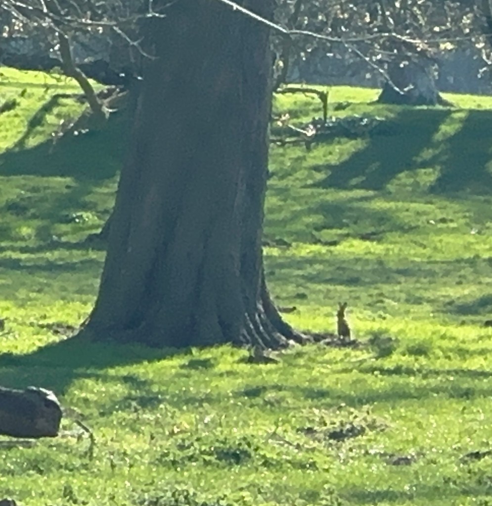 Hare sitting up under a tree after her release.